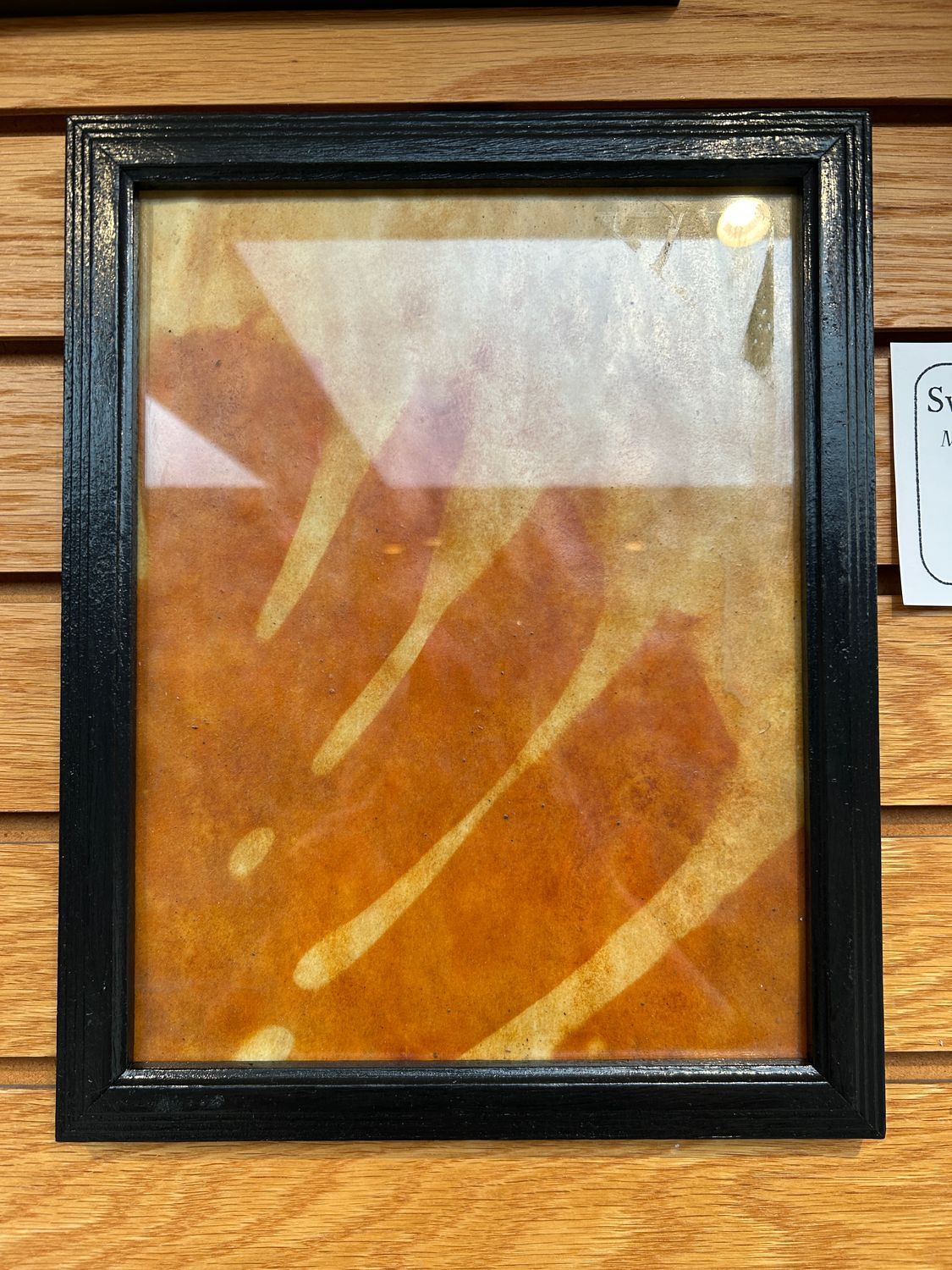 "Swiss Cheese Plant" 3 "Swiss Cheese Plant" 3