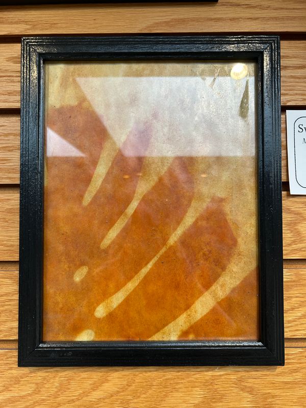 "Swiss Cheese Plant" 3 "Swiss Cheese Plant" 3