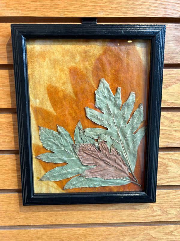 "Breadfruit Tree" 1 "Breadfruit Tree" 1