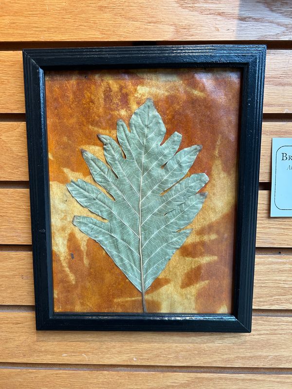 "Breadfruit Tree" 3 "Breadfruit Tree" 3