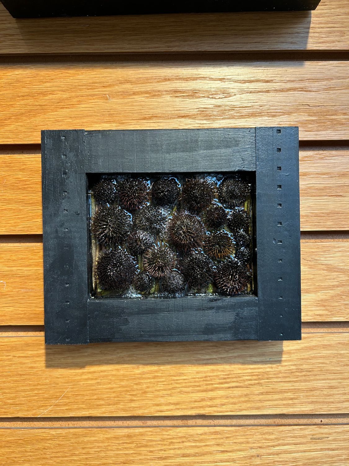 "Coneflower" 3 "Coneflower" 3