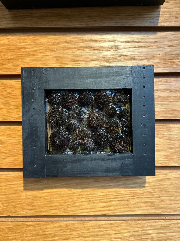 "Coneflower" 3 "Coneflower" 3