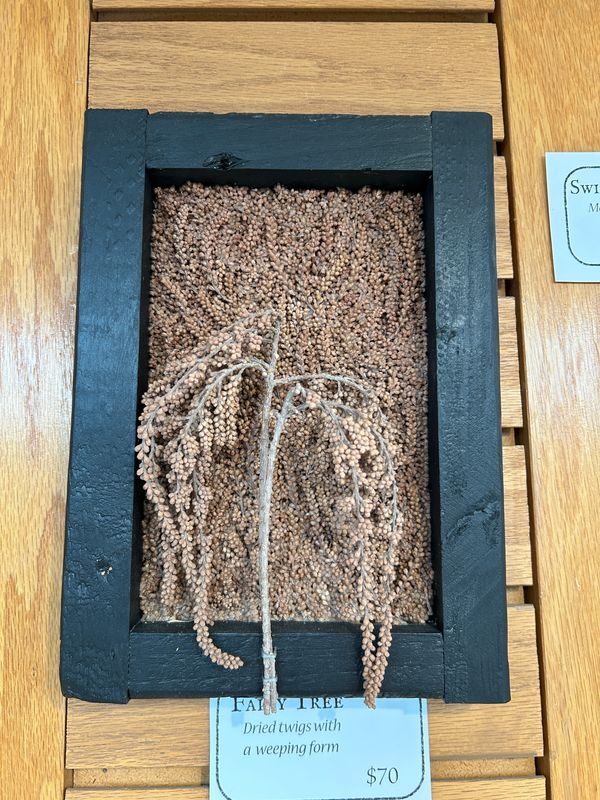 "Fairy Tree" "Fairy Tree"