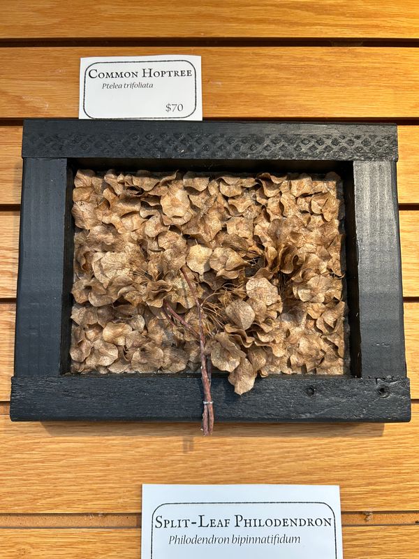 "Common Hoptree" "Common Hoptree"