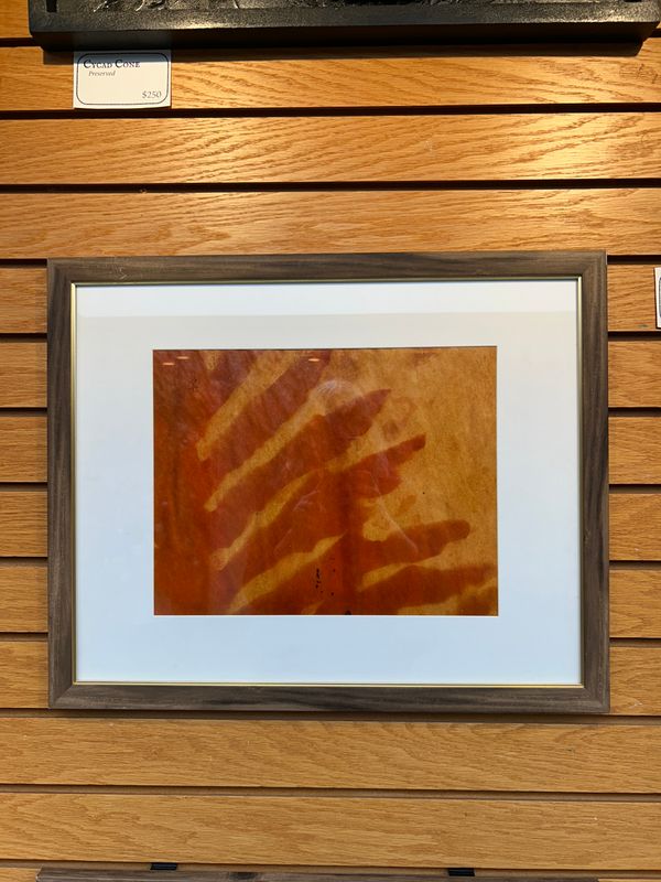 "Split-Leaf Philodendron" 2 "Split-Leaf Philodendron" 2