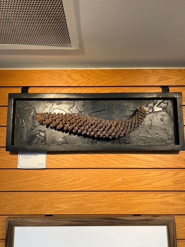 "Cycad Cone" "Cycad Cone"