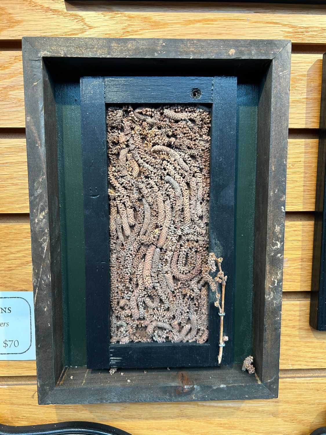 "Birch Catkins" "Birch Catkins"