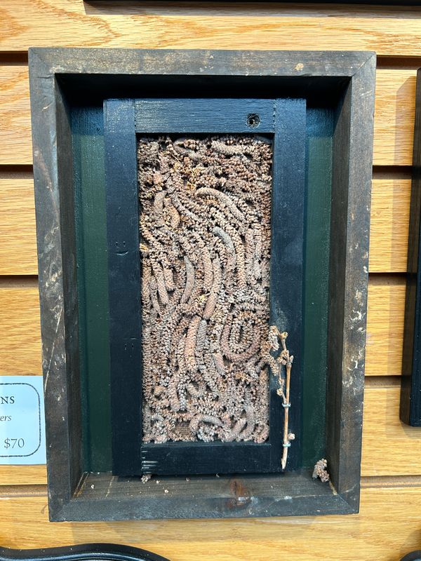 "Birch Catkins" "Birch Catkins"