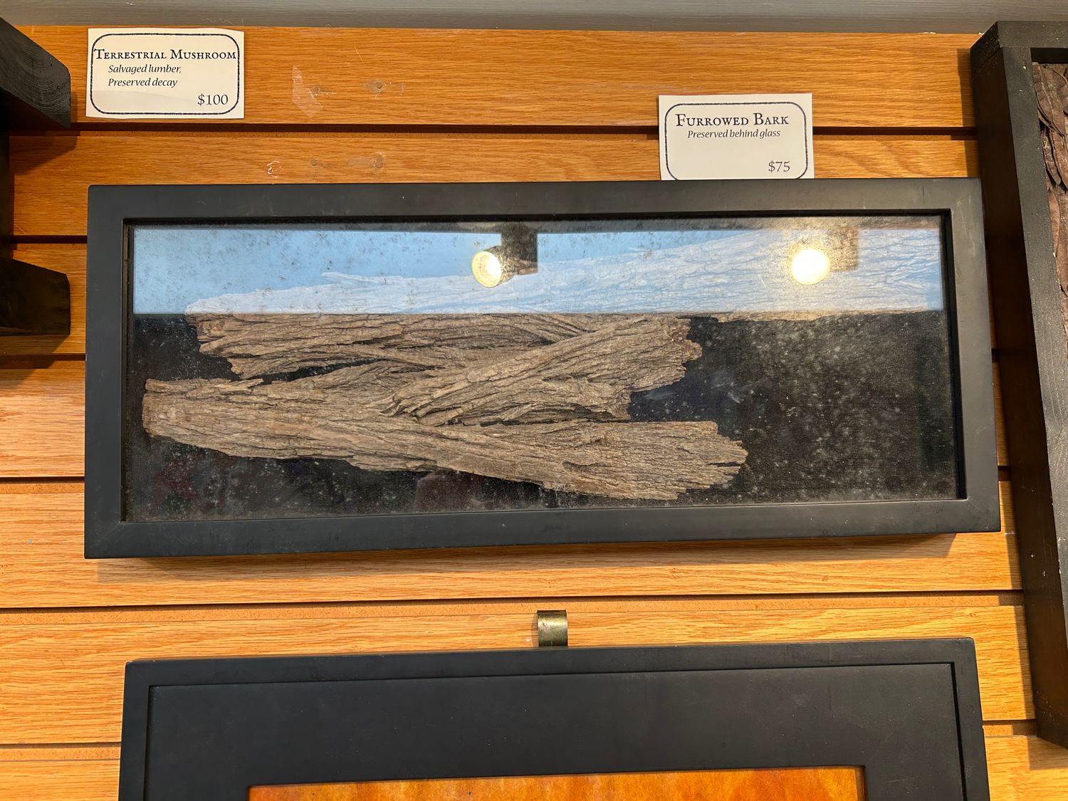 &quot;Furrowed Bark&quot;