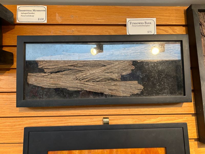 "Furrowed Bark" "Furrowed Bark"