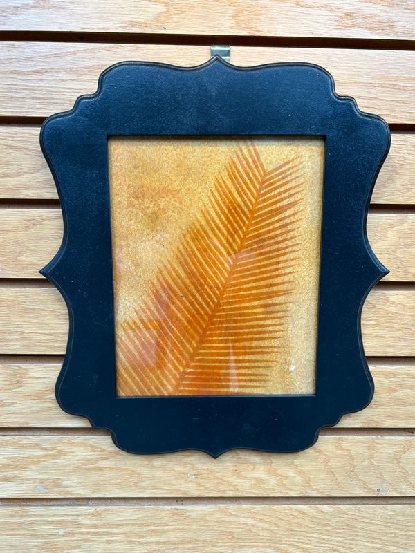 "Chestnut Dioon" 1 "Chestnut Dioon" 1