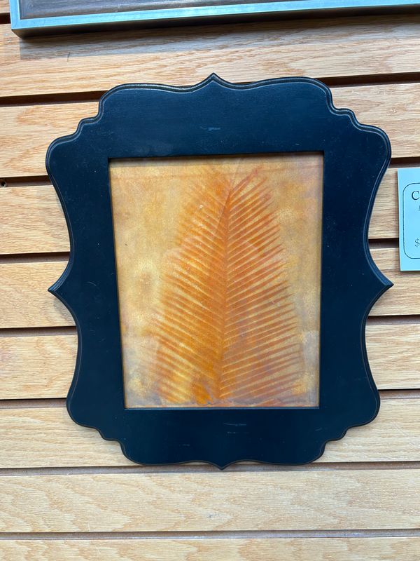 "Chestnut Dioon" 5 "Chestnut Dioon" 5