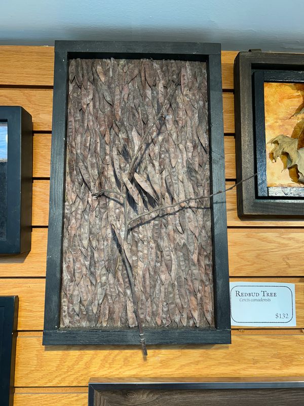 "Redbud Tree" "Redbud Tree"