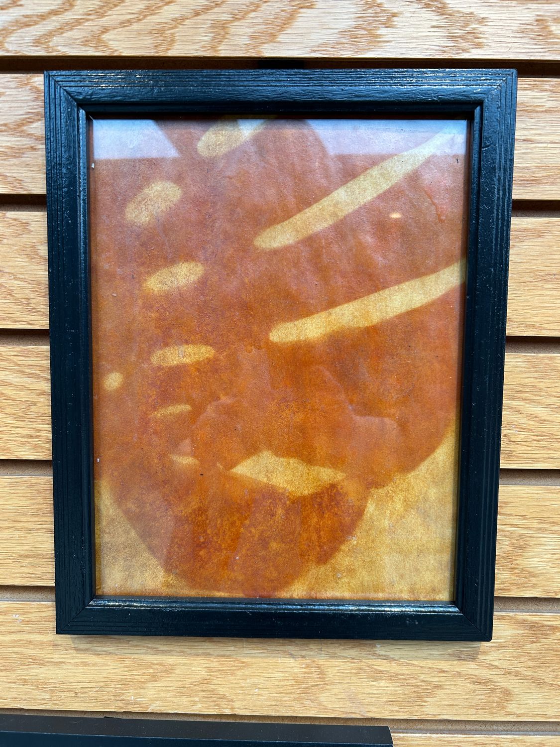 "Swiss Cheese Plant" 4 "Swiss Cheese Plant" 4