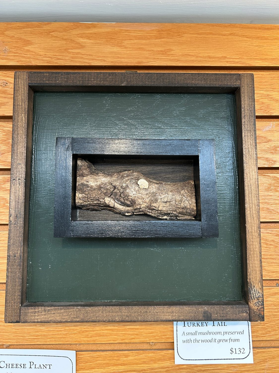 "Turkey Tail" "Turkey Tail"