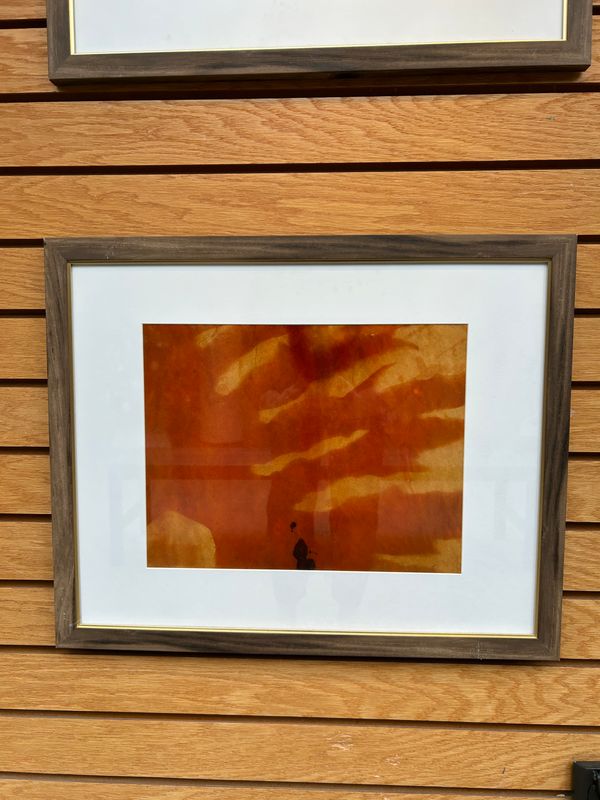 "Split Leaf Philodendron" 4 "Split Leaf Philodendron" 4