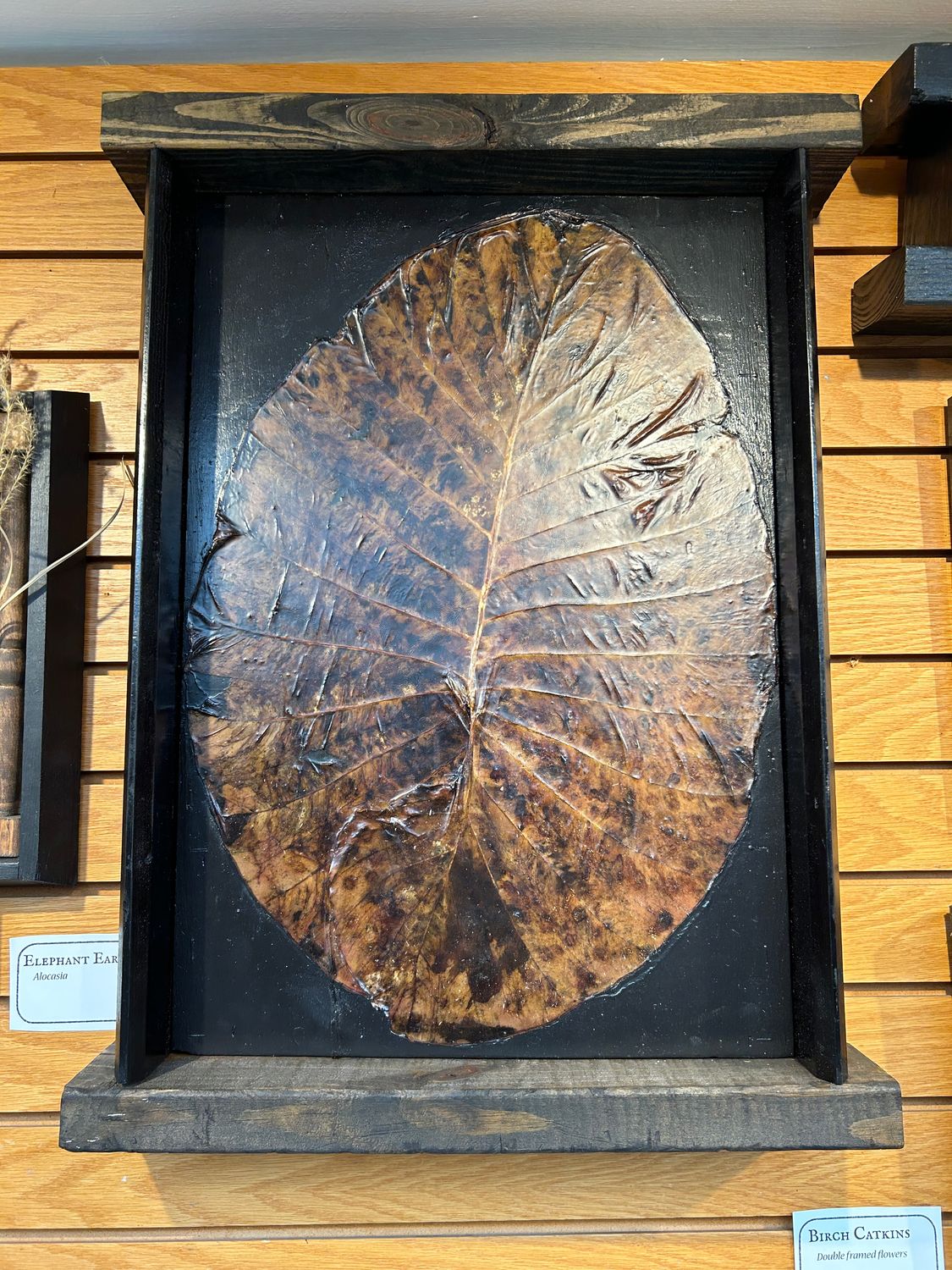 "Elephant Ear Leaf" "Elephant Ear Leaf"