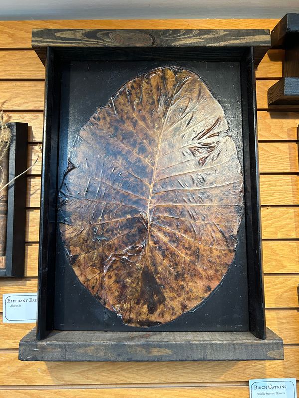 "Elephant Ear Leaf" "Elephant Ear Leaf"