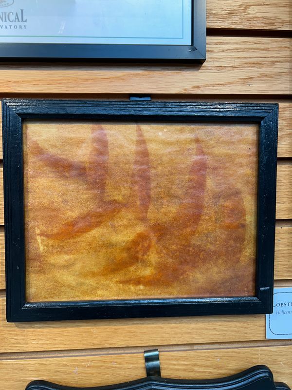 "Lobster Claw Plant" "Lobster Claw Plant"