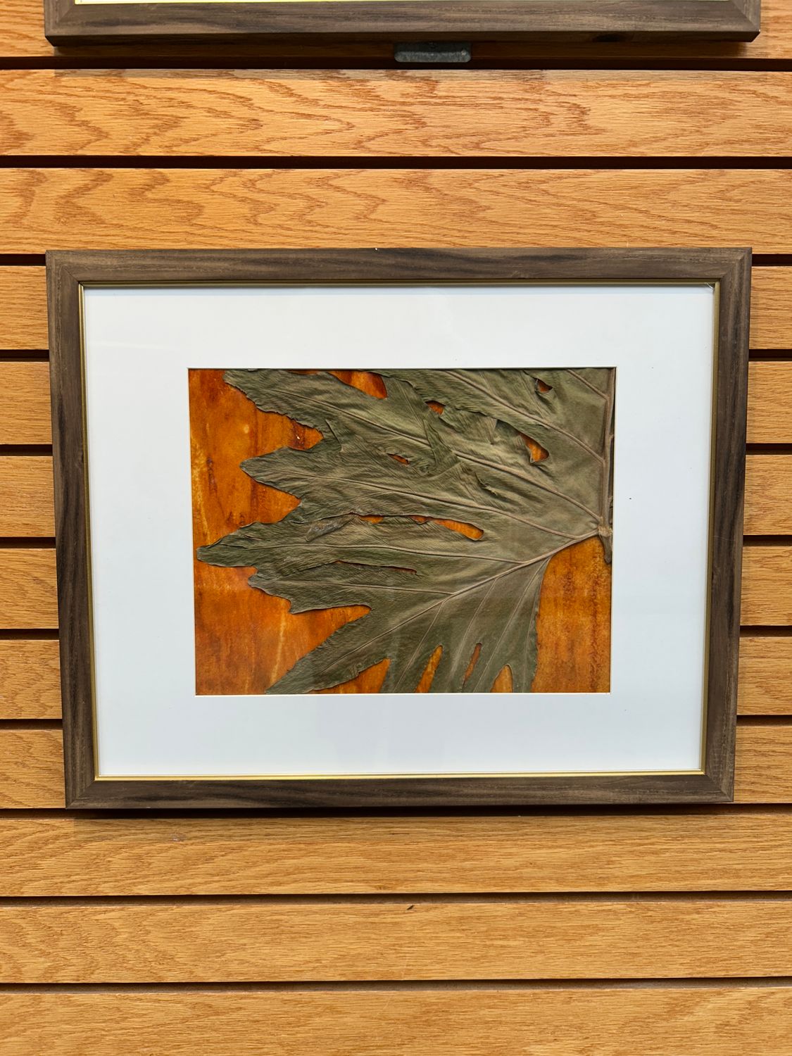 "Split-Leaf Philodendron" 3 "Split-Leaf Philodendron" 3