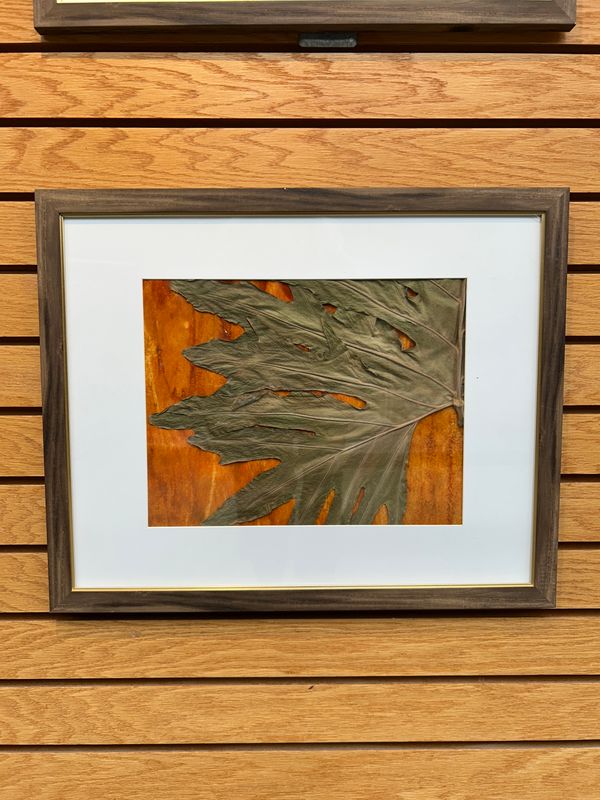 "Split-Leaf Philodendron" 3 "Split-Leaf Philodendron" 3