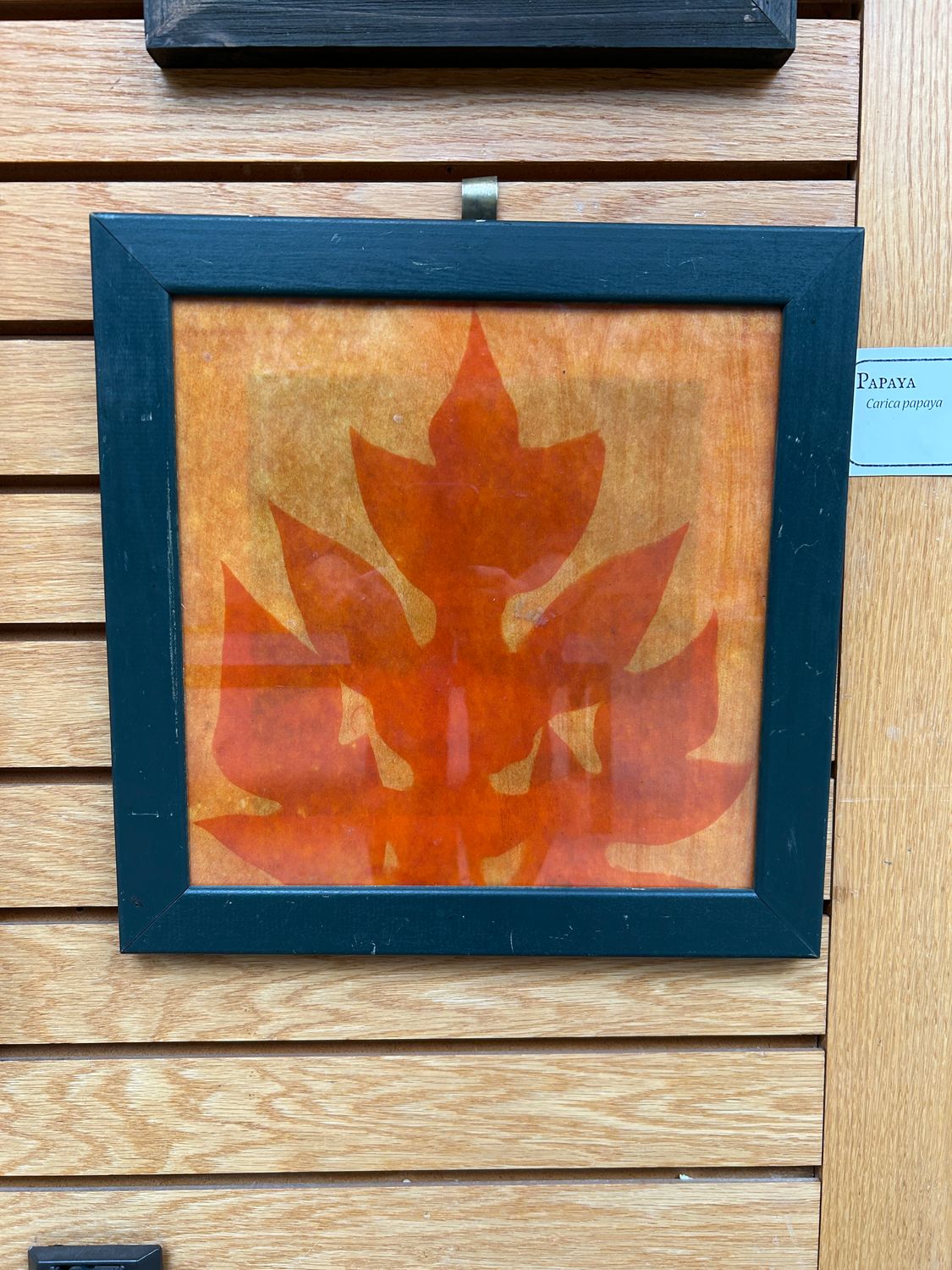 "Papaya" 1 "Papaya" 1