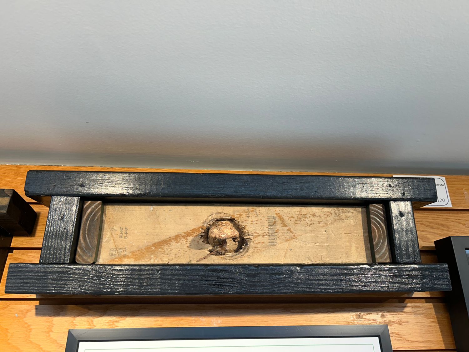 "Terrestrial Mushroom" "Terrestrial Mushroom"