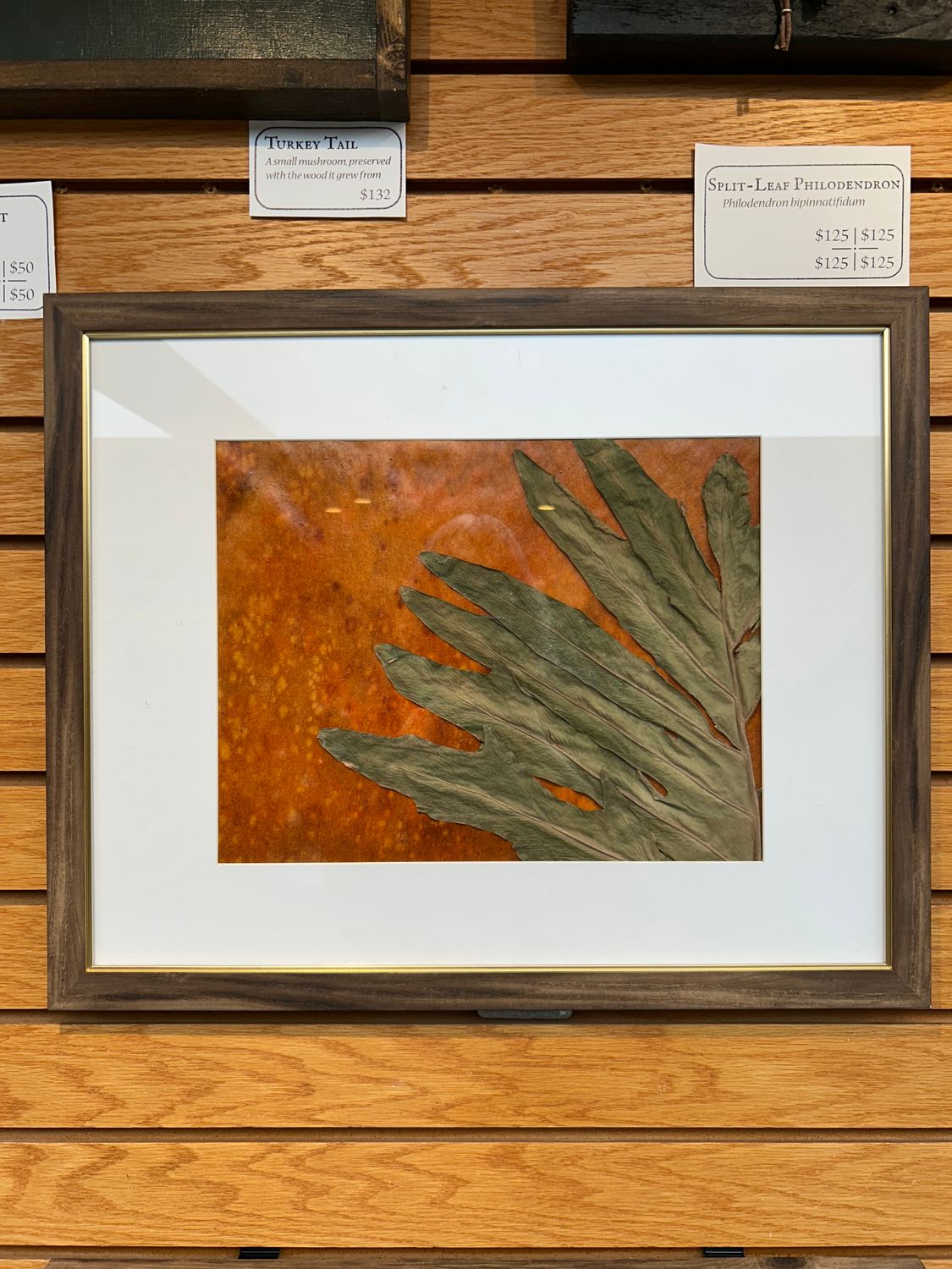 "Split-Leaf Philodendron" 1 "Split-Leaf Philodendron" 1