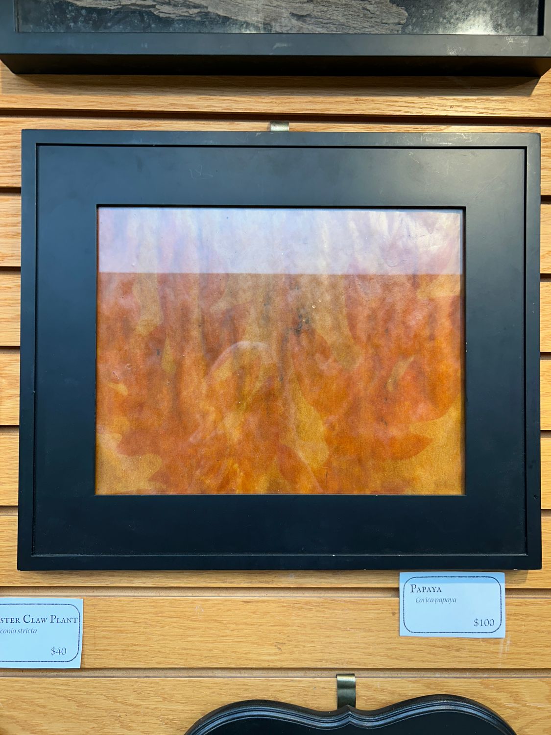 "Papaya" 2 "Papaya" 2