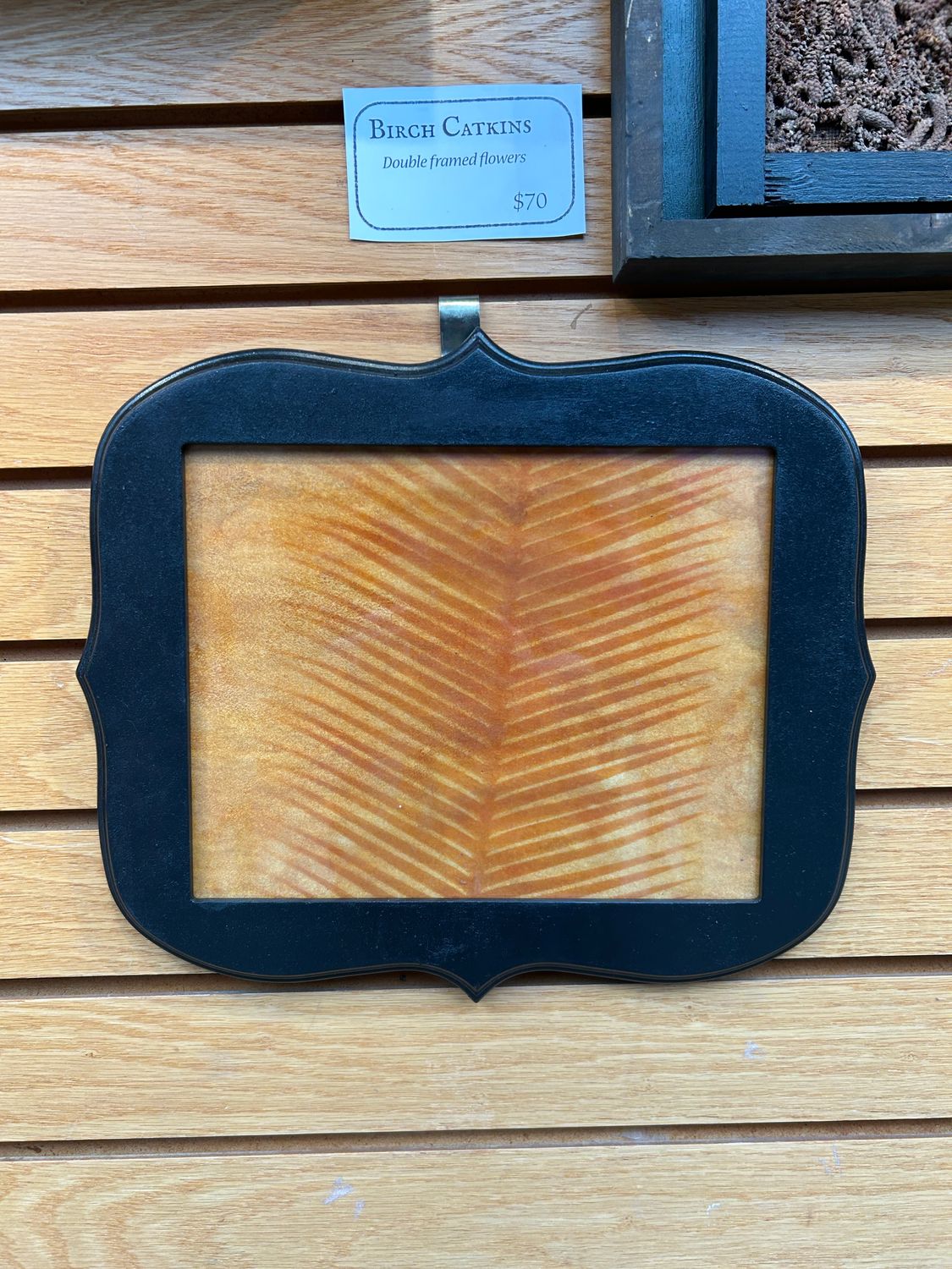 "Chestnut Dioon" 2 "Chestnut Dioon" 2