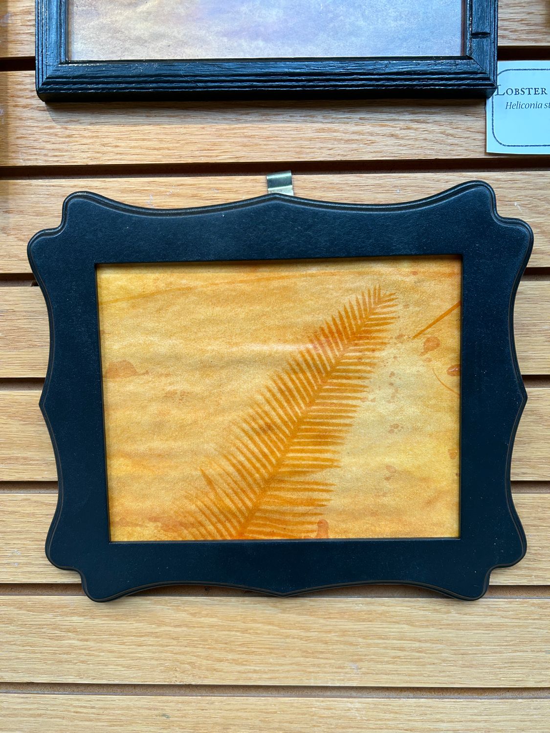 "Chestnut Dioon" 3 "Chestnut Dioon" 3