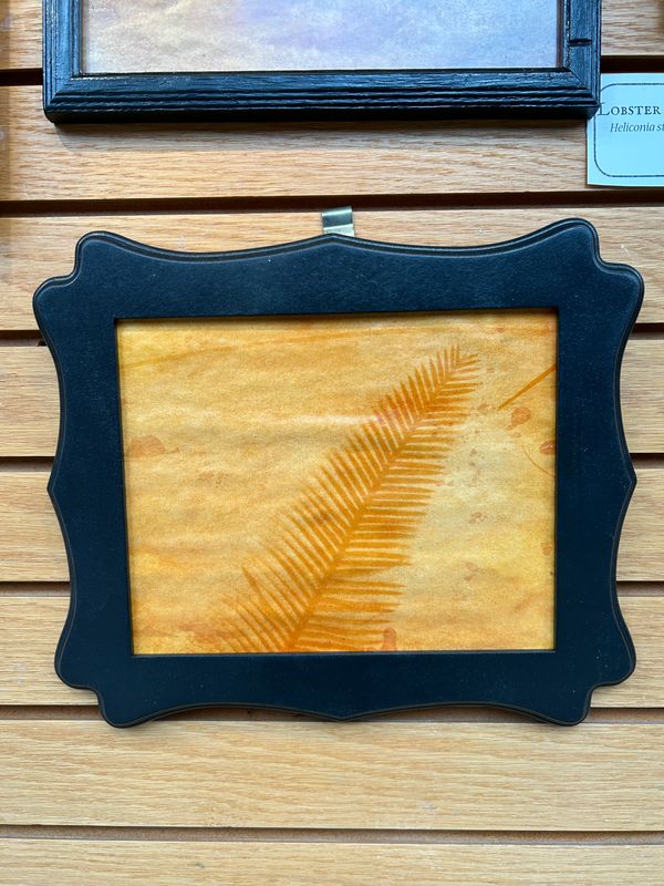 "Chestnut Dioon" 3 "Chestnut Dioon" 3