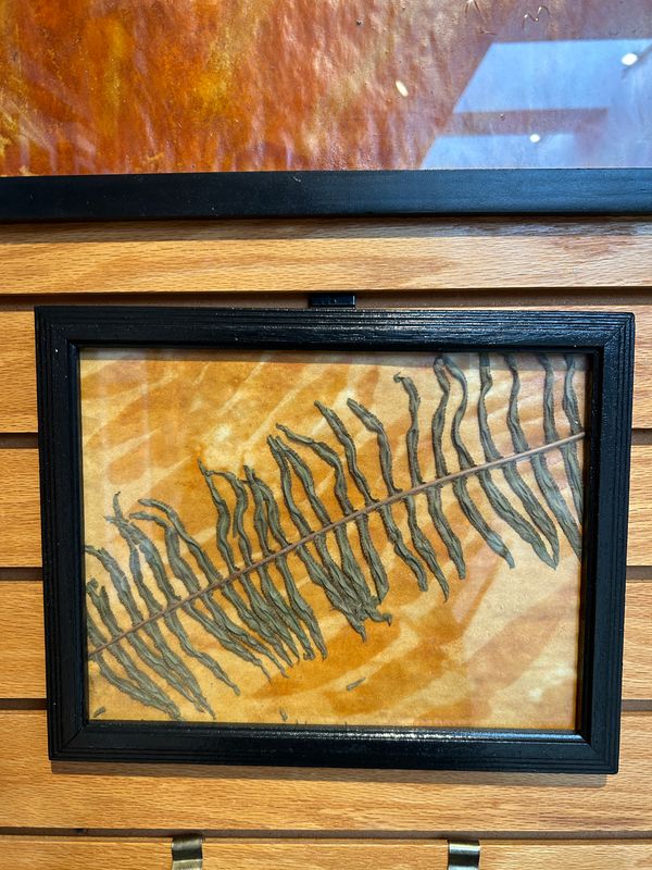 "Boston Fern" 2 "Boston Fern" 2