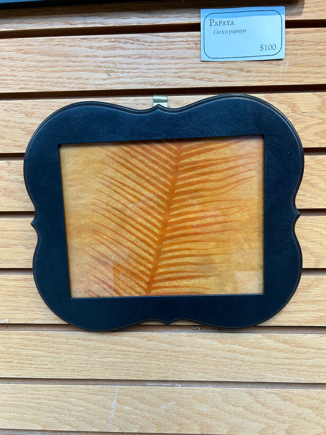 &quot;Chestnut Dioon&quot; 4