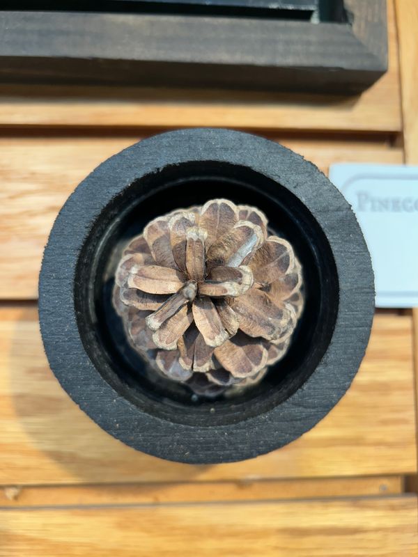 "Pinecone" "Pinecone"