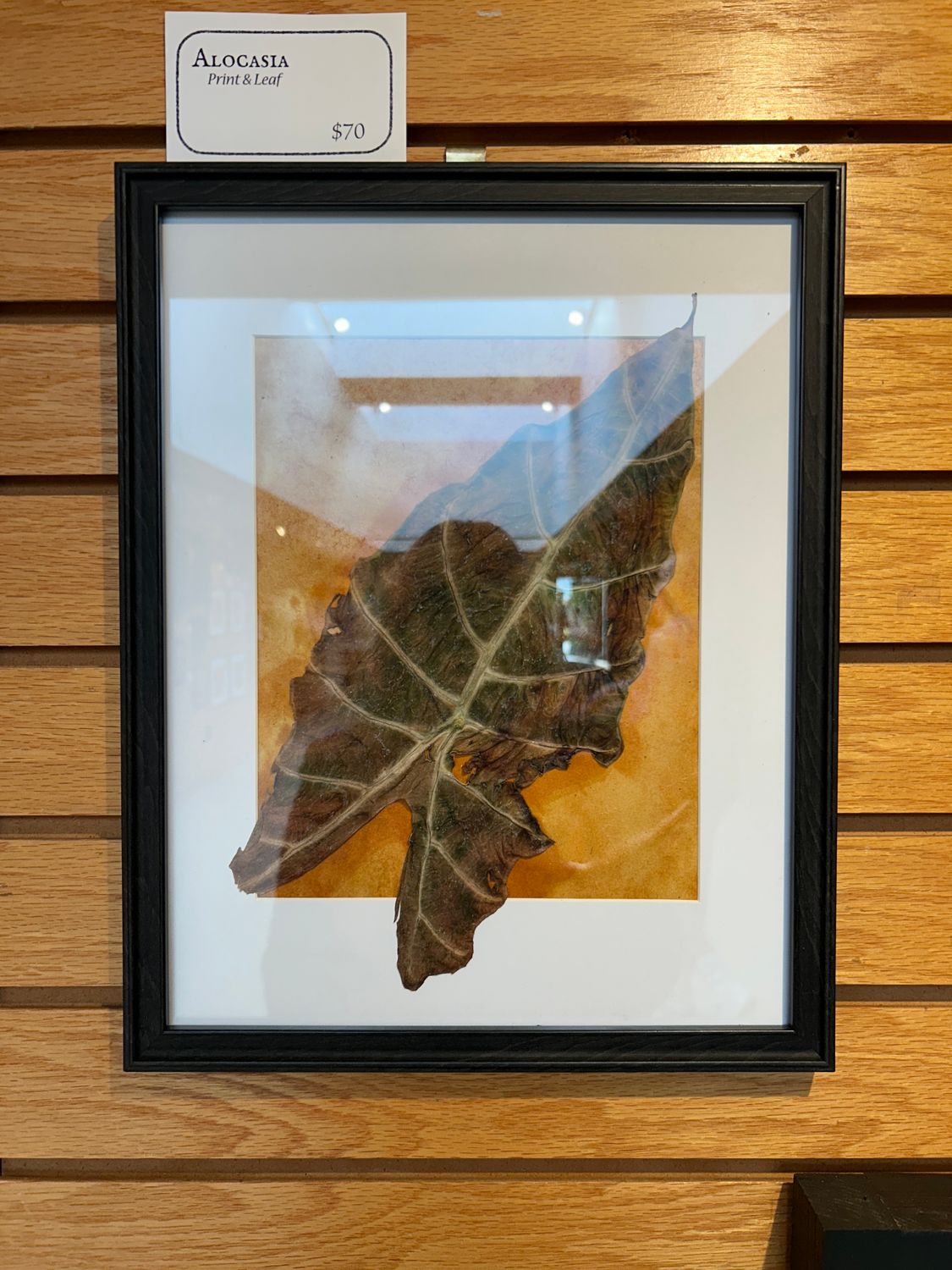 "Alocasia" "Alocasia"