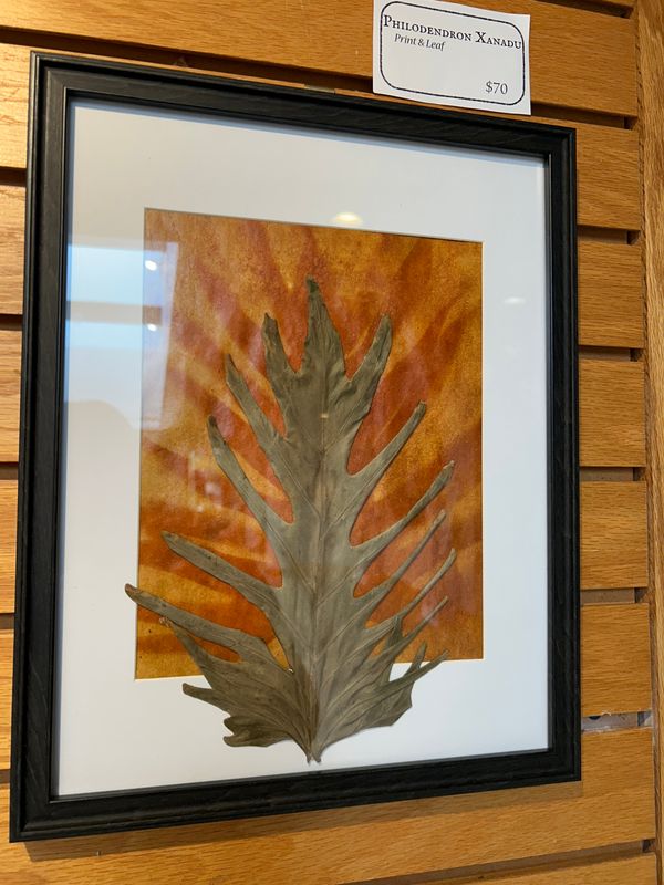 "Philodendron Xanadu" "Philodendron Xanadu"