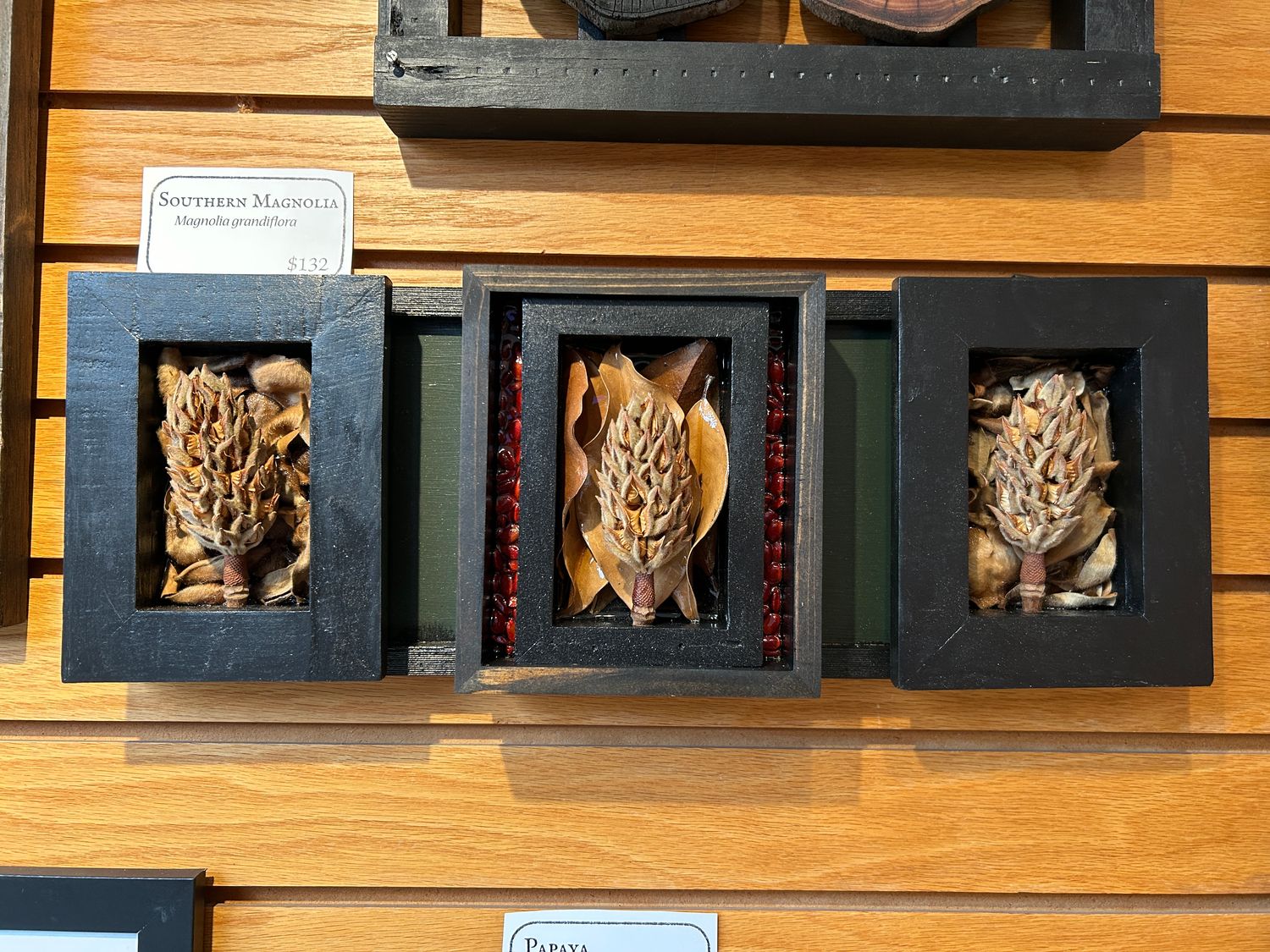 &quot;Southern Magnolia&quot;