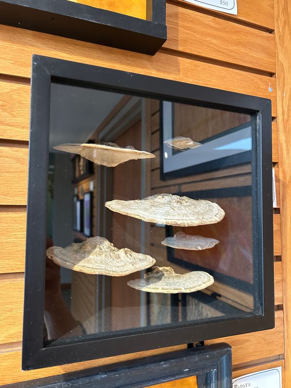 "Shelf Mushrooms" "Shelf Mushrooms"