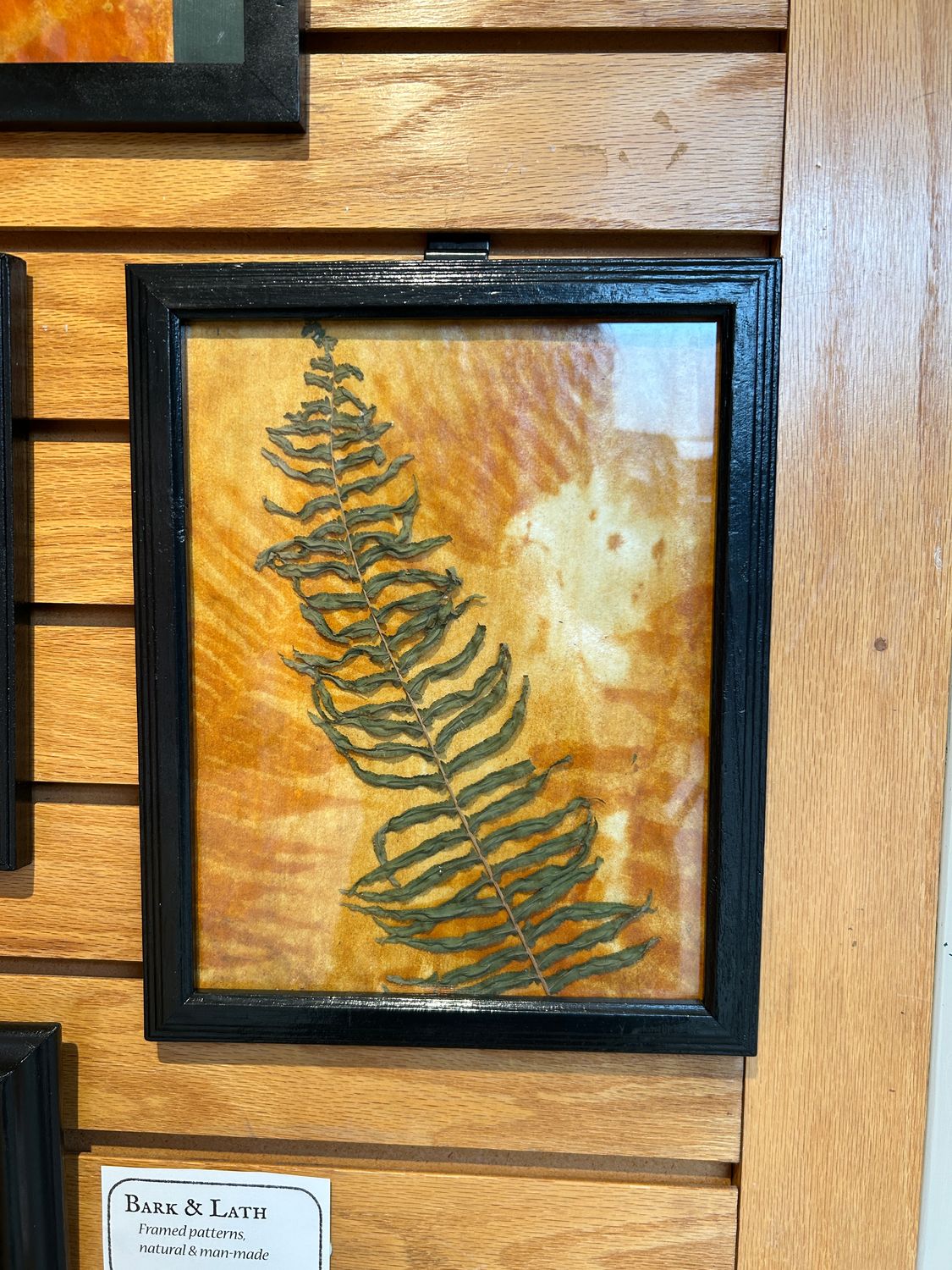 "Boston Fern" 3 "Boston Fern" 3