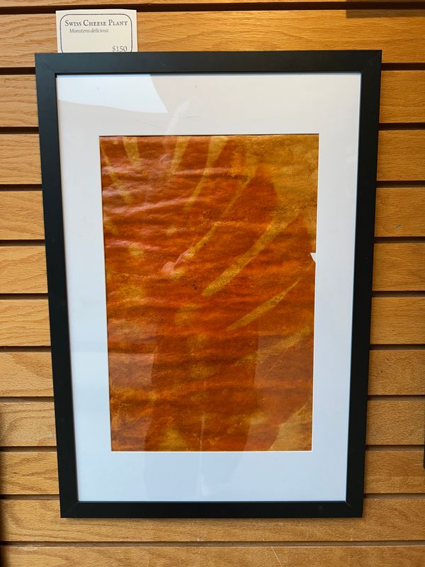 "Swiss Cheese Plant" 6