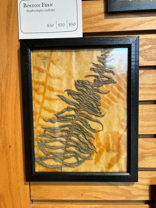 "Boston Fern" 1 "Boston Fern" 1