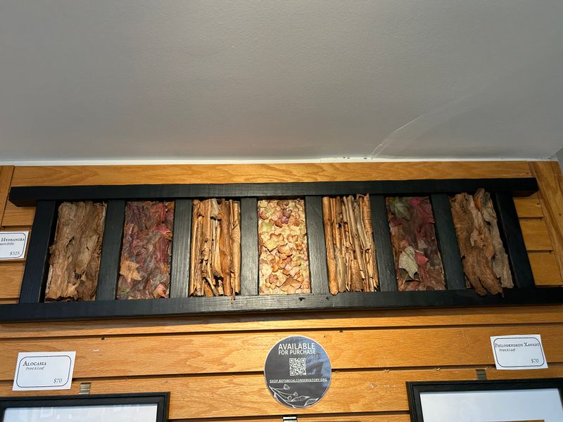 "Oak Leaf Hydrangea" "Oak Leaf Hydrangea"