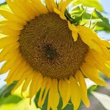 Sunflower- Giant Greystripe