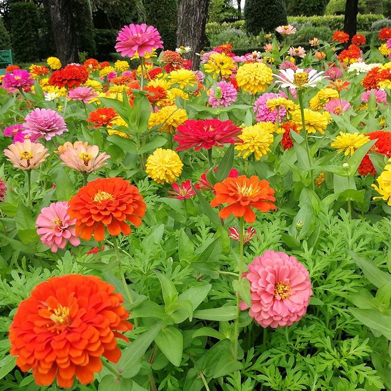 Zinnia- Dahlia-Flowered Zinnia- Dahlia-Flowered