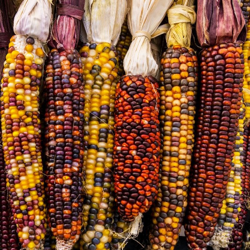Corn- Ornamental Corn- Ornamental