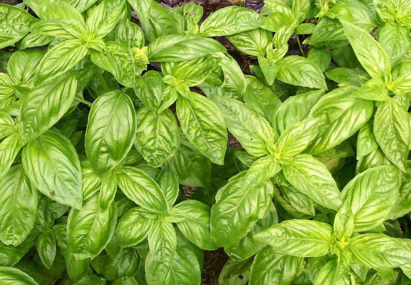 Basil- Sweet Basil- Sweet