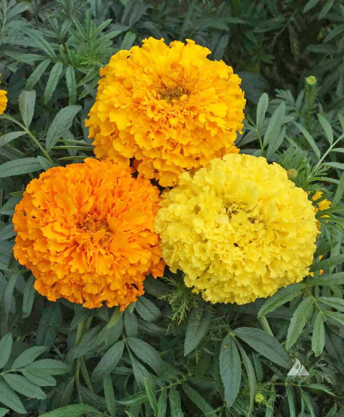 Marigold- Crackerjack