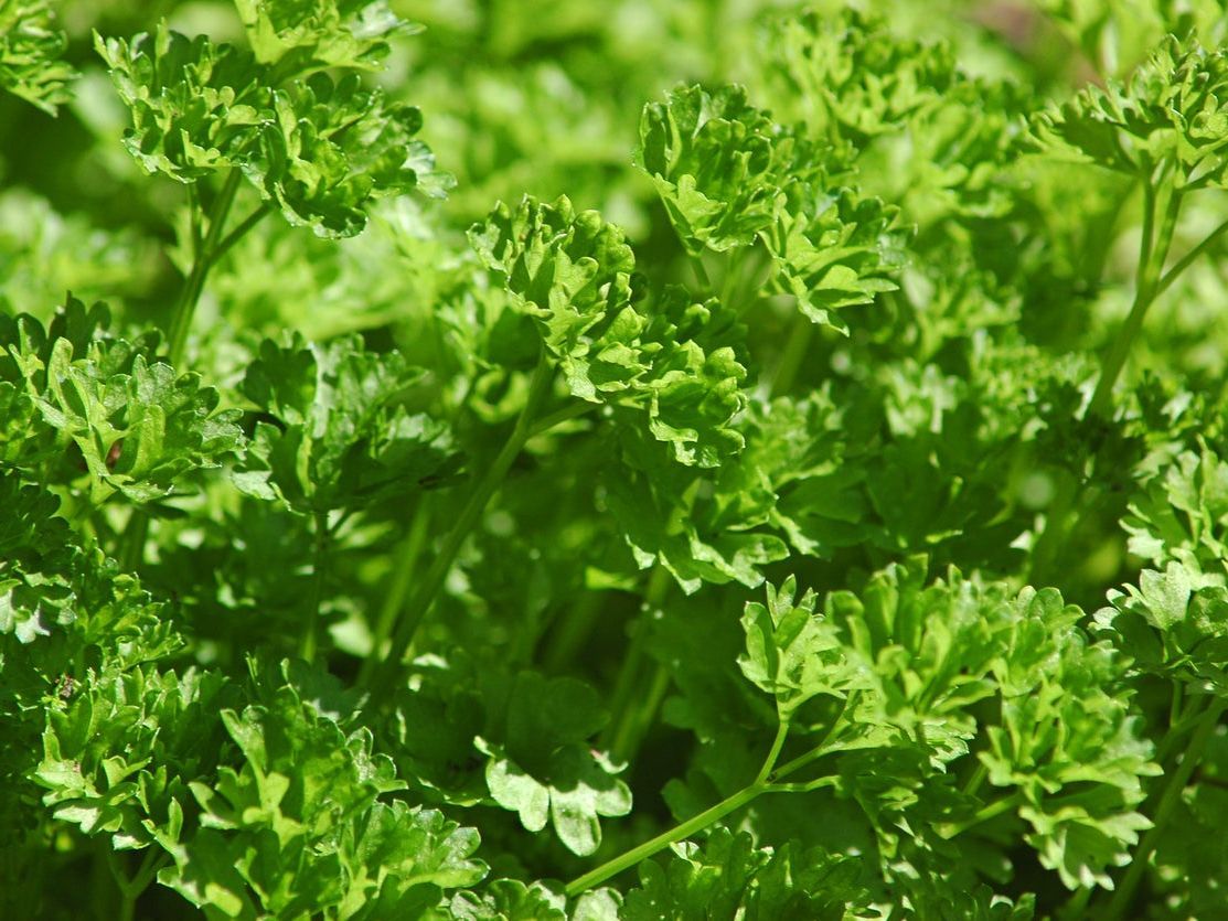 Parsley- Curly Parsley- Curly