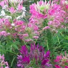 Cleome- Queen Mix Cleome- Queen Mix